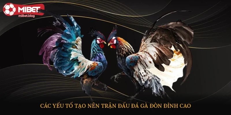Các yếu tố tạo nên trận đấu đá gà đòn đỉnh cao
