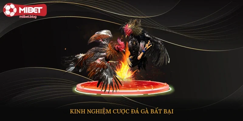 Kinh nghiệm cược đá gà bất bại