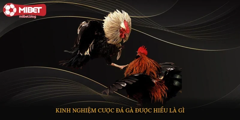 Kinh nghiệm cược đá gà được hiểu là gì?
