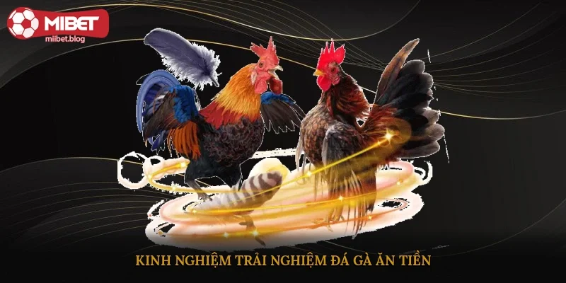 Kinh nghiệm trải nghiệm đá gà ăn tiền