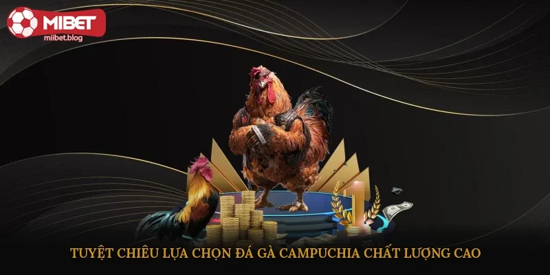Tuyệt chiêu lựa chọn đá gà Campuchia chất lượng cao