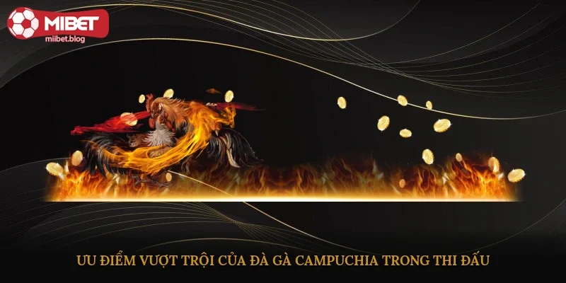Ưu điểm vượt trội của đà gà Campuchia trong thi đấu
